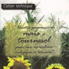 min-varietes-paysannes-mais-tournesol-agriculture-ecologique-econome