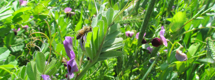 Abeille dans un mélange céréales/protéagineux