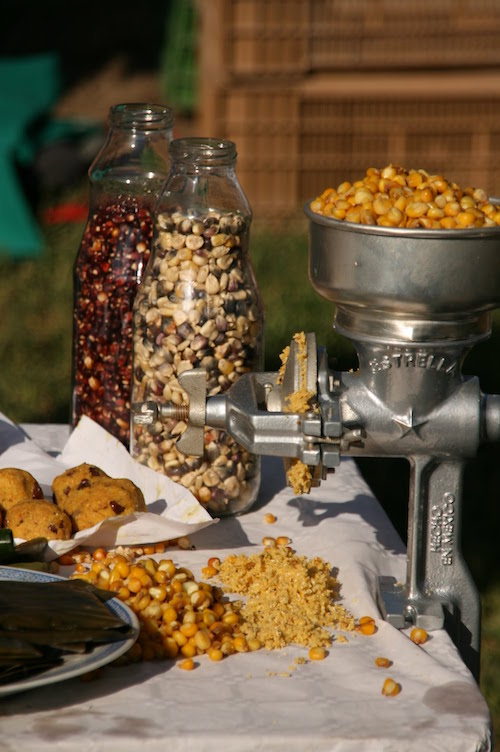 Atelier culinaire autour du maïs : le nixtamal – Agrobio Périgord