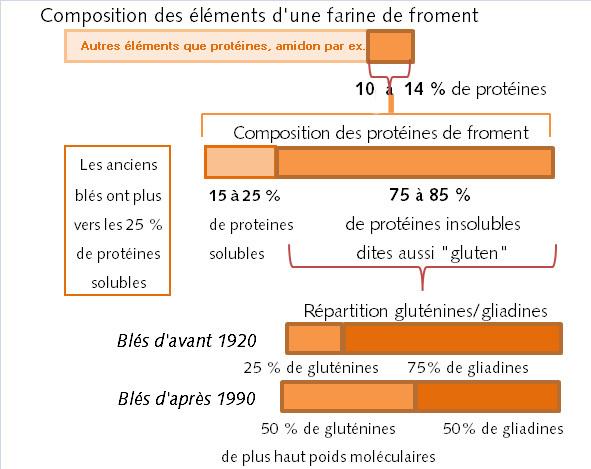 De la farine aux gliadines glutenines