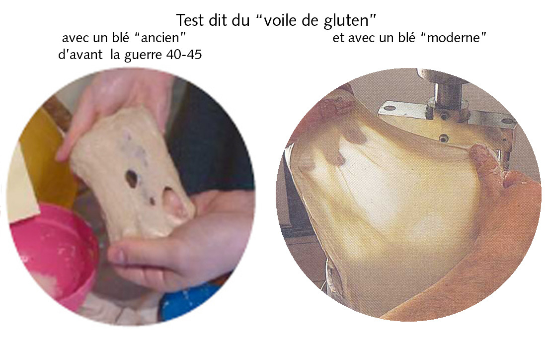 Test Voile de gluten