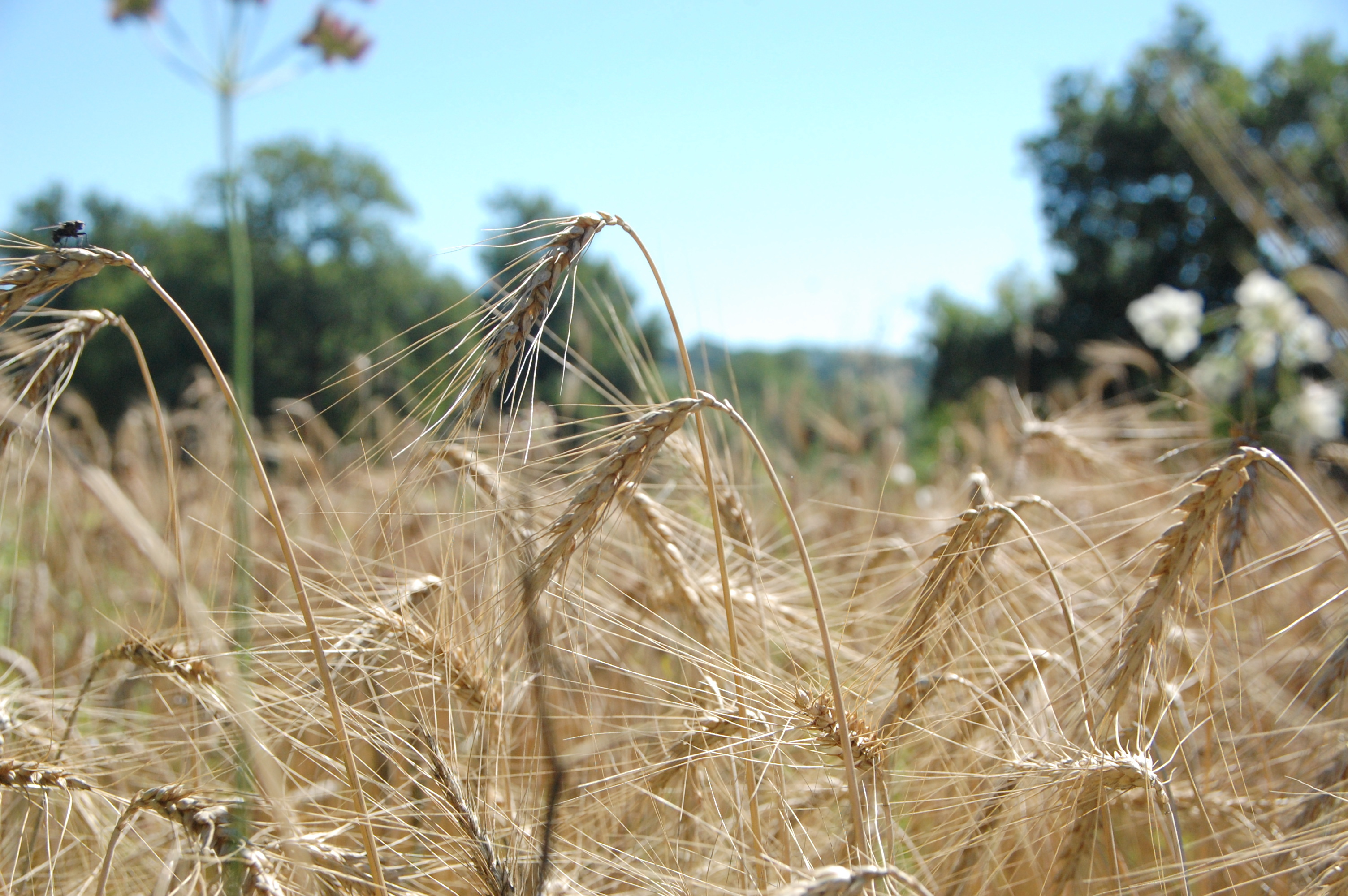 barbu de toscane