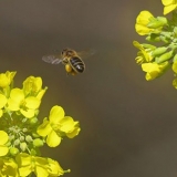 img-accueil-bee-6TH